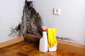 Reliable Titusville, FL Mold Remediation Solutions